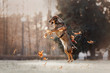 happy mixed breed dog jumping up with fallen autumn leaves