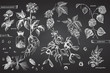 Set vintage hand drawn sketch medicine herbs elements isolated on black chalk board background. Cedar, mistletoe, hop, physalis, ashwagandha, ginseng. Graphic illustration art.