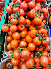 Wall Mural - Red tomatoes in cardboard boxes