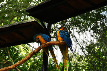 red and blue big parrots in natural conditions in a natural national park