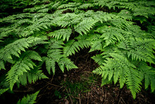 Scenic Natural Texture Of Many Fern Leaves. Beautiful Nature Background Of Vivid Green Ferns. Backdrop Of Lush Fern Thickets Close-up. Full Frame Of Chaotic Rich Vegetations. Wild Ferns Chaos Pattern.