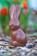 Wall Mural - Close up of choco rabbit as an easter, sweets and confectionery concept - chocolate bunny or Easter bunny in the garden bed with blurred colorful tulips in the background, easter bunny