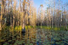Cypress Trees Stands In A Pond Of Lily Pads, Nymphaeaceae Sp. At Sunset In The Okefenokee Swamp Of Georgia, USA.