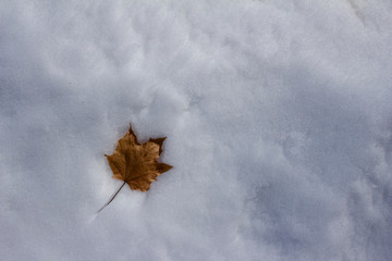 Wall Mural - close up view of a single dry maple leaf imprinted into a bed of snow on a sunny winter day