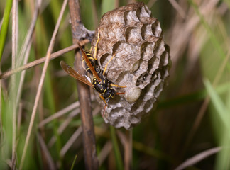 Wall Mural - Wasp guarding nest combs offspring