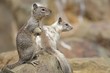California Ground Squirrel Pair on a Rock