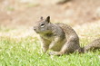 Wary Ground Squirrel