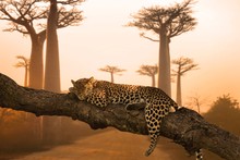 Beautiful Shot Of A Leopard Sleeping On The Tree - Great For A Background