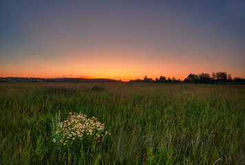 Sunset in summer field