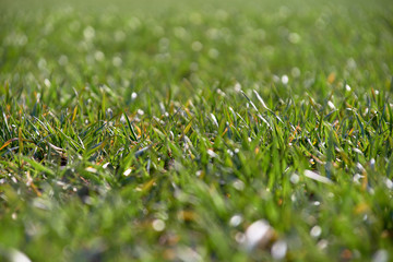 green young grass on the field