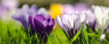 Spring Awakening Background Banner Panorama - Blossoming Purple White Crocuses On A Green Meadow, With Space For Text