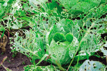 Cabbage Leaves Eaten By Slugs, Parasite Spoils The Harvest
