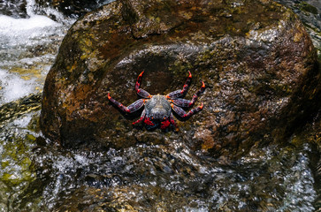 Red crab on a rock with the sea crashing into the rock