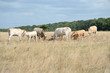 © S. Leitenberger - Vaches blonde d'aquitaine pendant la sécheresse, herbe jaunie