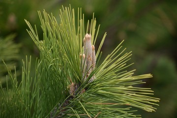 Poster - Pine sprouts / Spring pine tree stick-shaped sprouts are so beautiful.