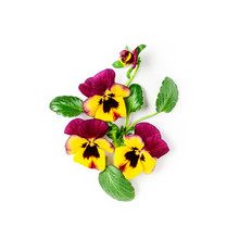 Spring Viola Pansy Flowers Composition