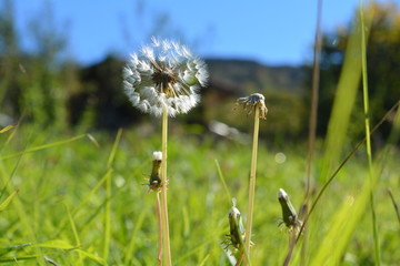 dandelion in grass