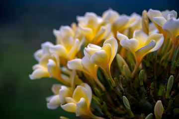 Beautiful plumeria bloom in the warm humidity of a tropical island.