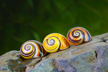 Snails : Cuban Land Snail (Polymita Picta) Or Painted Snail, World's Most Colorful Land Snail From Cuba. Endangered And Protected Species. Selective Focus, Blurred Background With Copy Space