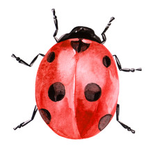 Watercolor Illustration Of Ladybug In Red Ink With Black Spots