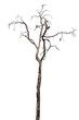 © AungMyo - isolated death tree on white background with clipping path