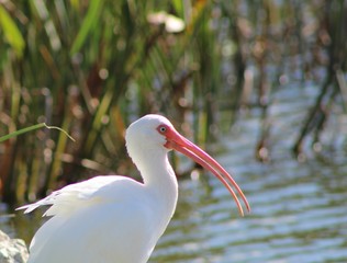 Ibis looking for a fish or two