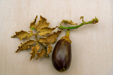 Fruit of the Solanum melongena (aubergine) plant between leaves and branches on light background.