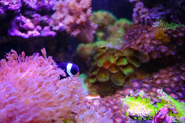 Wall Mural - Beautiful cute Black & White Ocellaris Clownfish swimming in reef tank with beautiful soft coral reef on background.