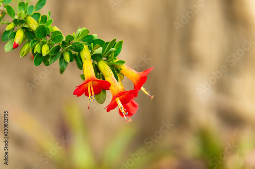 The colorful three colored (red, yellow, green) cantuta (cantua buxifolia) is the national flower of Bolivia and found in the Andes mountain range. Photographed in La Paz.