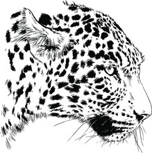 Snarling Face Of A Leopard Painted By Hand On A White Background Tattoo