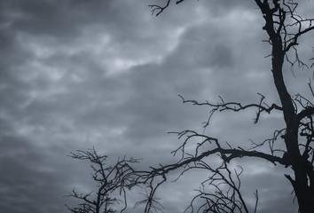Wall Mural - Silhouette dead tree and branch on grey sky background. Black branches of tree. Nature texture background. Art background for sad, dead, lonely, hopeless, and despair. Lonely death background.