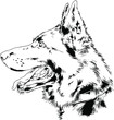 dog hand-drawn ink on white background sketch