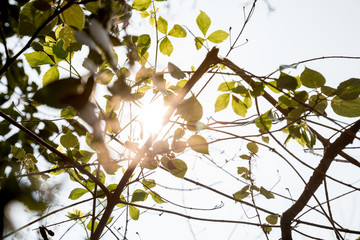 Wall Mural - Beautiful scene misty forest with sun rays through the tree leaves,lens flare