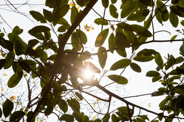 Wall Mural - Beautiful scene misty forest with sun rays through the tree leaves,lens flare