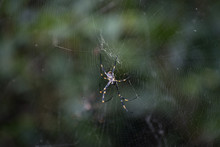 Australian Golden Orb Weaver Spider On Web