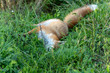 A dead fox lies in the grass, beside the road