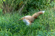 A dead brown fox lies in the grass, beside the road