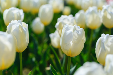 beautiful fresh white tulips in the flower garden. spring flowers