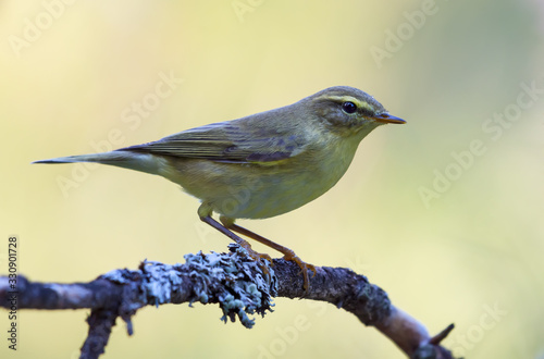 Fotomural Willow warbler (phylloscopus trochilus) perched on dense covered lichen branch i