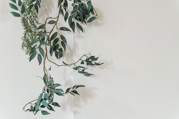 a branch of a green plant on a white background copies the space. plant on the wall, minimalism
