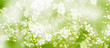 weiße baumblüten vor grünem hintergrund