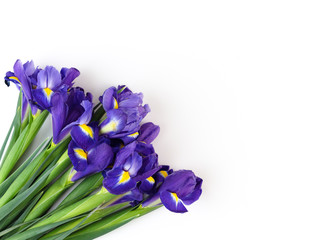 Wall Mural - Lovely iris flowers isolated on white backdrop, holiday postcard with copy space.