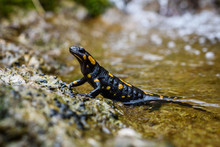 Portrait Of Fire Salamander In River Water Stream Natural Environment.