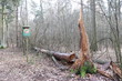 złamane drzewo las