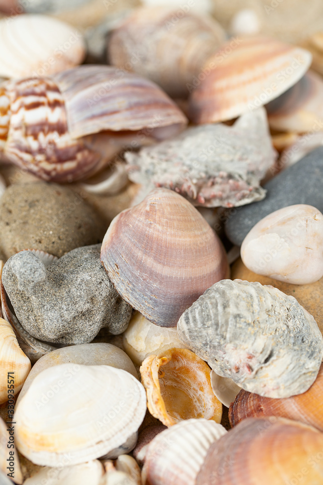beautiful sea shells on sand - obrazy, fototapety, plakaty 