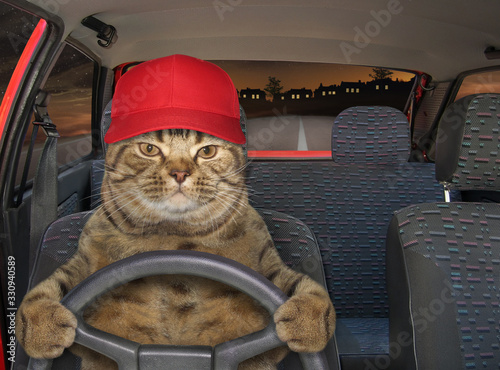The beige cat in a cap is driving a red car on the highway at night.