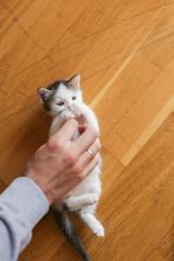 Wall Mural - Man cuddling little kitten