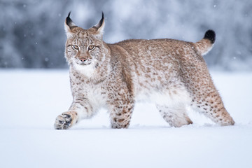 Wall Mural - young eurasian lynx on snow. amazing animal, walking freely on snow covered meadow on cold day. beau