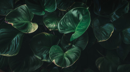 Wall Mural - tropical leaves texture,abstract nature leaf green texture background.vintage dark tone,picture can 