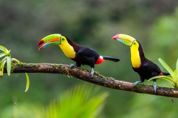 Ramphastos sulfuratus, Keel-billed toucan The bird is perched on the branch in nice wildlife natural environment of Costa Rica